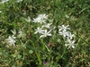 An umbel of white, star-shaped flowers.