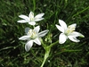 An umbel of white, star-shaped flowers.