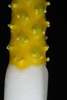 Yellow spadix (Darlington County, SC)-Mid Spring