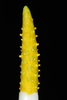 Yellow spadix (Darlington County, SC)-Mid Spring