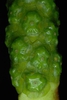 Berry-like green fruit (Darlington County, SC)-Mid Spring