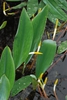 Leaves (Darlington County, SC)-Mid Spring