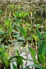 Form in bloom (Darlington County, SC)-Mid Spring