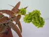 Striped, toothed leaves & inflorescence with green bracts.