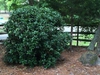 Rouded growth habit