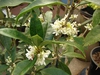 Close up of leaves and flowers