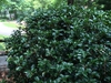 Growth habit