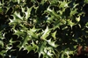 Osmanthus heterophyllus