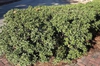 Osmanthus heterophyllus