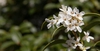 Tubular white fragrant flowers