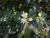 Flowers and leathery leaves
