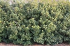 Osmanthus x fortunei
