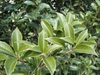 Osmanthus x fortunei