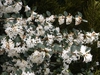 Osmanthus delavayi
