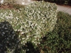 Hedge form