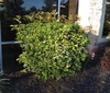 Osmanthus fragrans