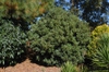 Osmanthus heterophyllus