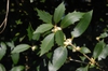 Osmanthus heterophyllus