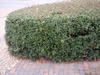 Hedge