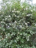 Shrub with thousands of small white flowers.