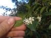 Hand holding leafy shoot with white tubular flowers.