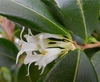 Close-up of white tubular flowers, each with 2 anthers.