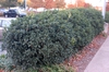 Osmanthus x fortunei