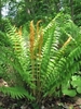 Form