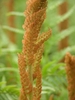 Fertile fronds