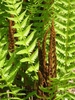 Fronds