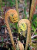 Unfurling fronds