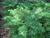 Form