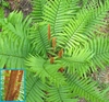 Form