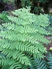 Frond