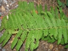 Osmunda claytoniana