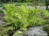 Osmunda claytoniana
