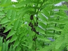 Osmunda claytoniana