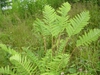 Osmunda claytoniana