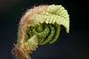 Osmunda claytoniana