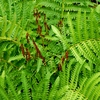 Osmunda claytoniana