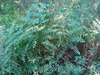 Osmunda spectabilis