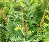 Osmunda spectabilis