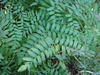 Osmunda spectabilis