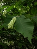 Ostrya virginiana