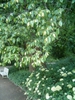 Ostrya virginiana