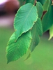 Ostrya virginiana