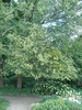 Ostrya virginiana