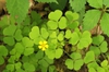 Oxalis grandis