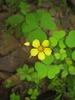 Oxalis grandis