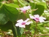 Pink, 5-petaled flowers with darker striations.